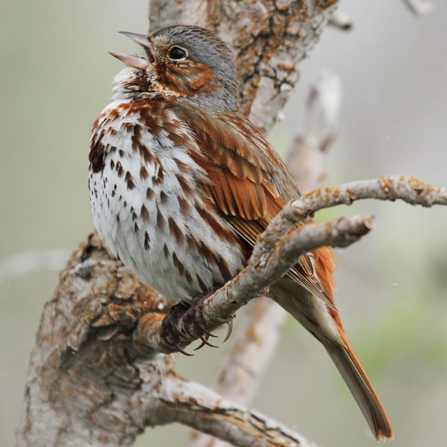 Fox Sparrow