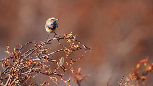 A bluethroat perched on a branch.