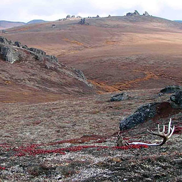 The Arctic tundra in the fall, shed caribou antlers in the foreground.