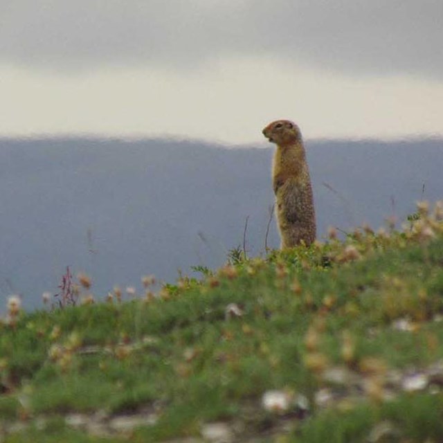 An Arctic ground squirrel stands up to look across the tundra.