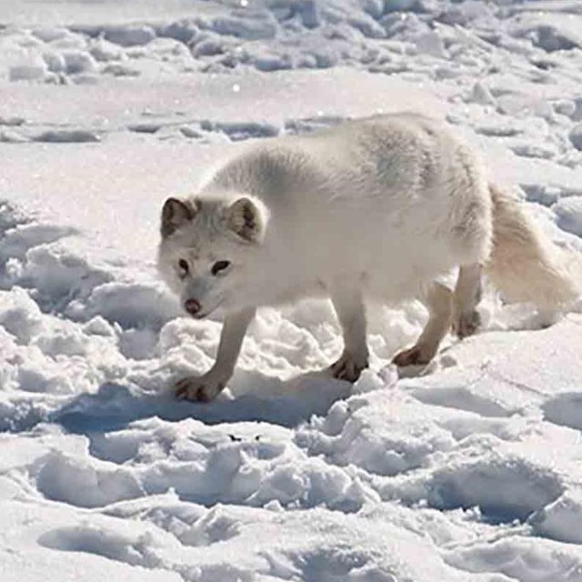 Wildlife of the Arctic - The Arctic (. National Park Service) Wildlife of the Arctic - The Arctic (. National Park Service)