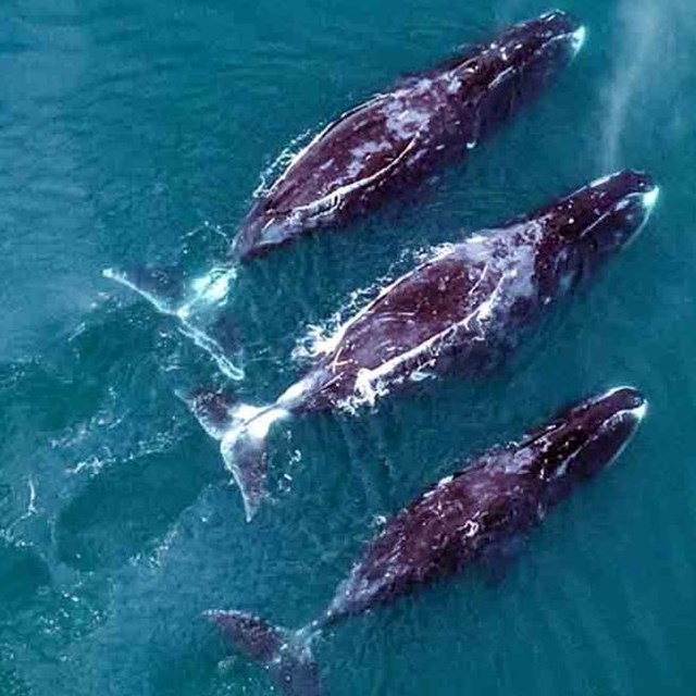 A pod of three bowhead whales seen from the air.