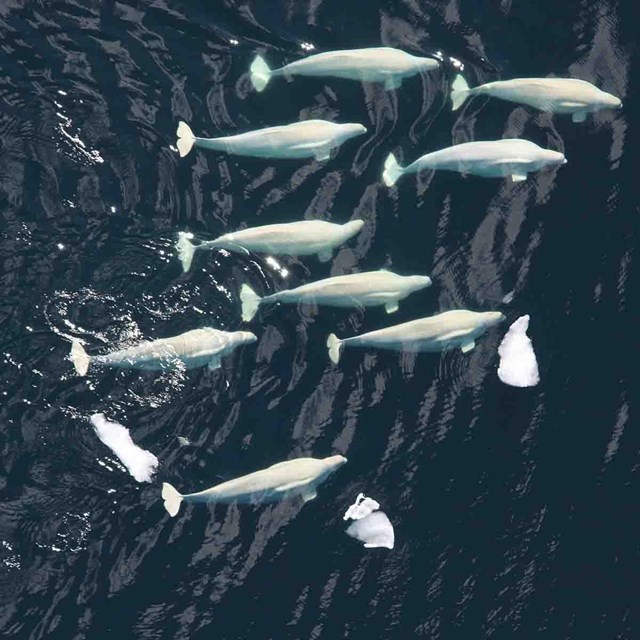 A pod of white belugas seen from the air in deep blue water.