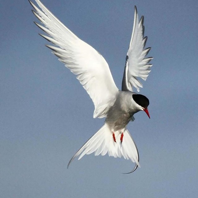 An Arctic tern in the air.
