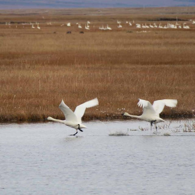 A pair of swans flush from a pond.