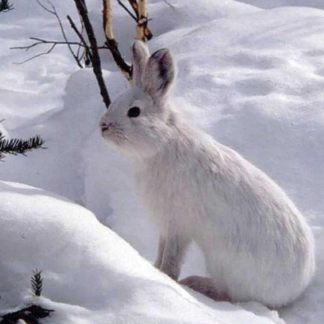 A white snowshoe hare blends in to the snow.