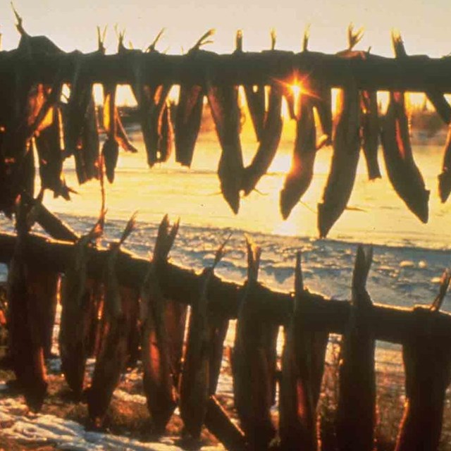 Salmon drying on a rack on the coast.