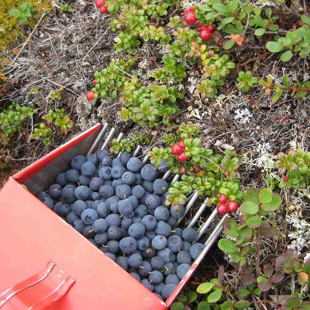 Blueberries and cranberries harvested from the tundra.