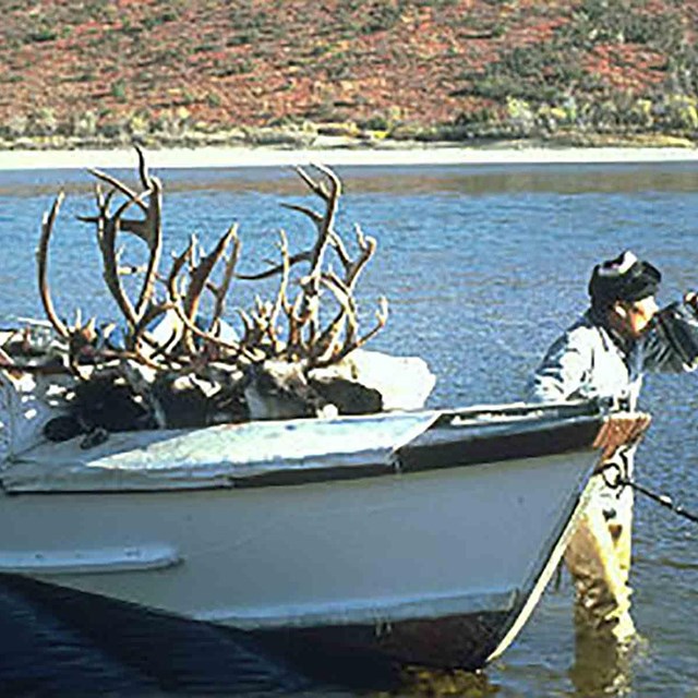 A man pulls a boat with caribou antlers visible.