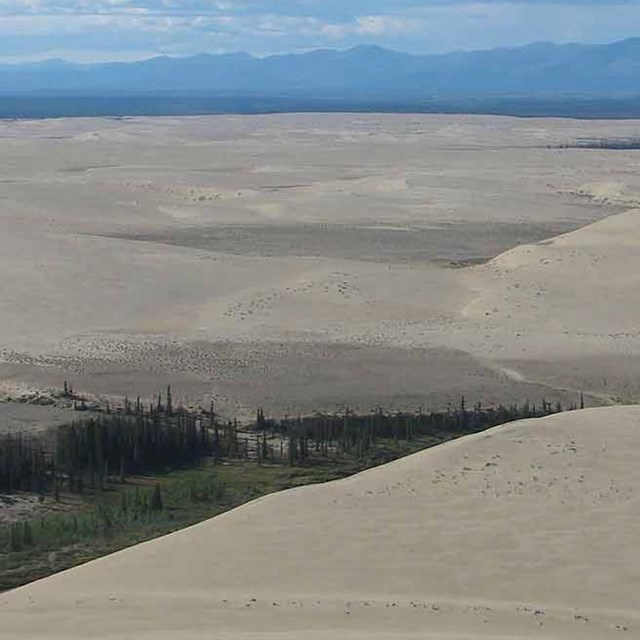 Large expanse of the Kobuk great sand dunes.