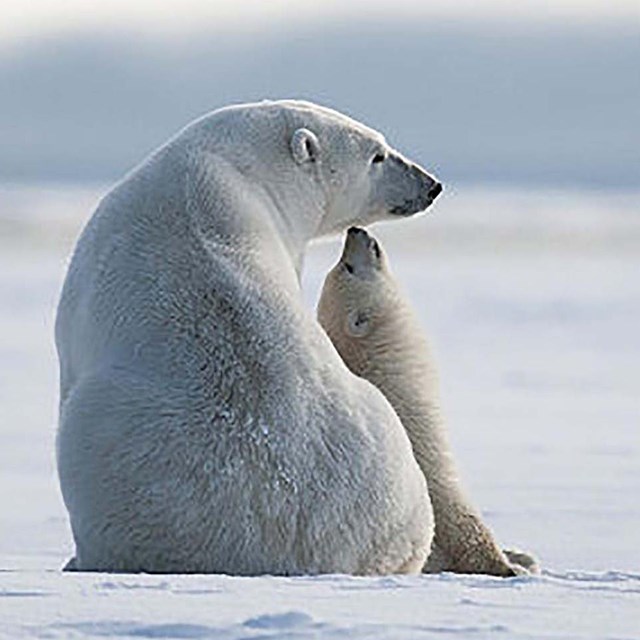 A polar bear and cub nuzzle.