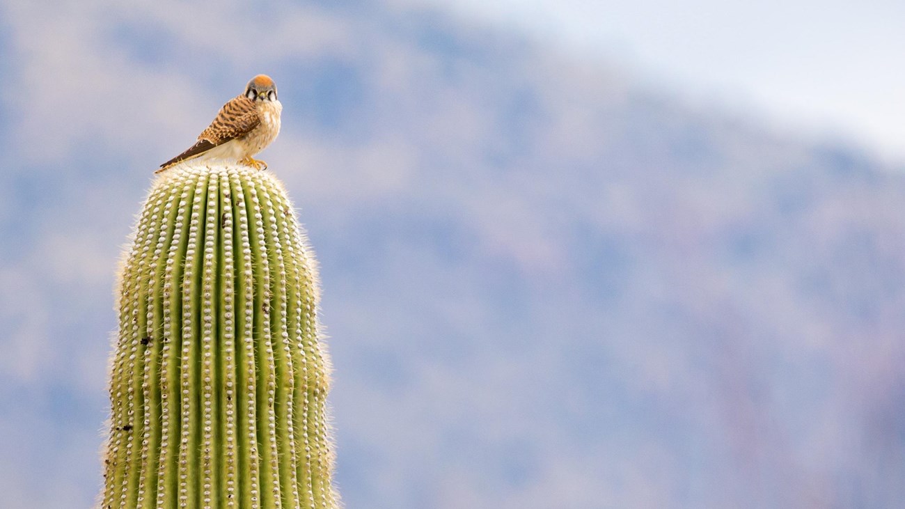 bird sits on top of cactus with mountains in the backdrop. 