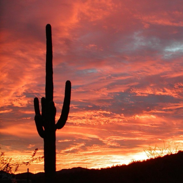 sunset behind silhouette of a cactus 
