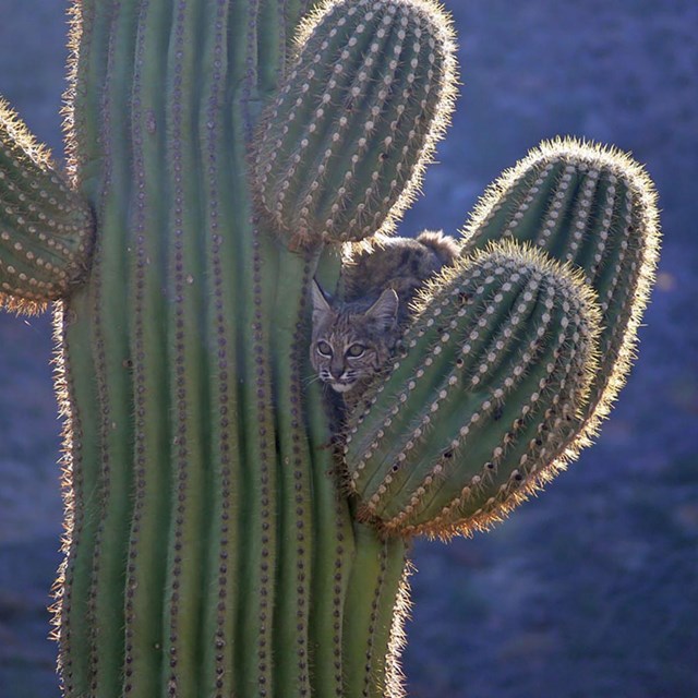 Bobcat resting saguaro cactus