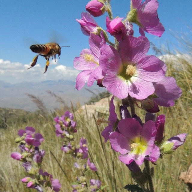 a bee pollinating a flower with high desert landscape in background