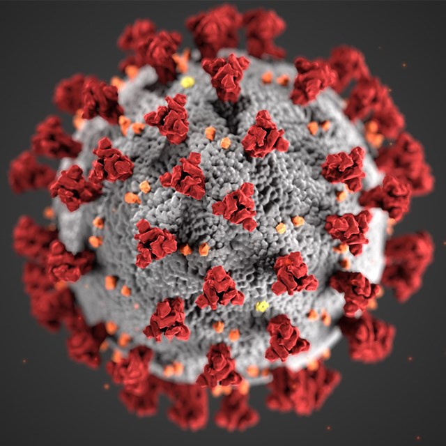 illustration of ultrastructural morphology exhibited by coronaviruses