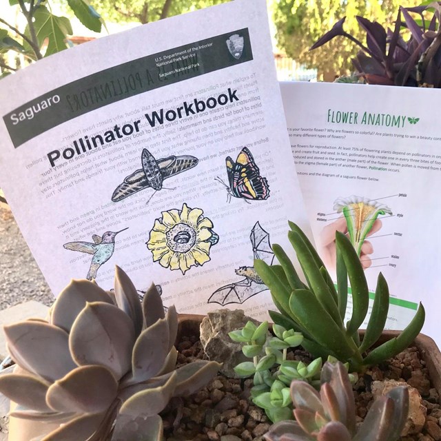 two workbook activity pages resting near two home succulents