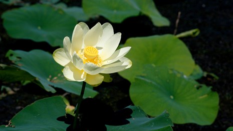 American lotus