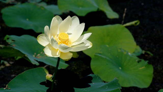 A white flower with an orange center emerging from a plant on a lake.
