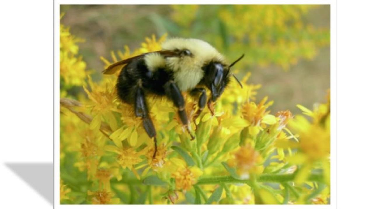 Bee on yellow flowers