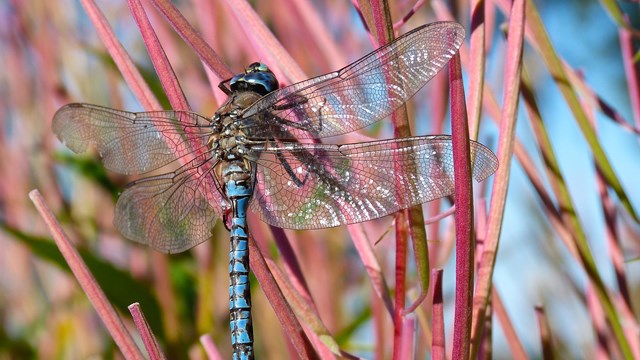 Adult dragonfly suns wings on emergent grass