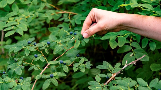 a hand reaches to pick a blueberry off a bush