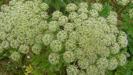 Close up of two clusters of greenish-white flowered umbels.