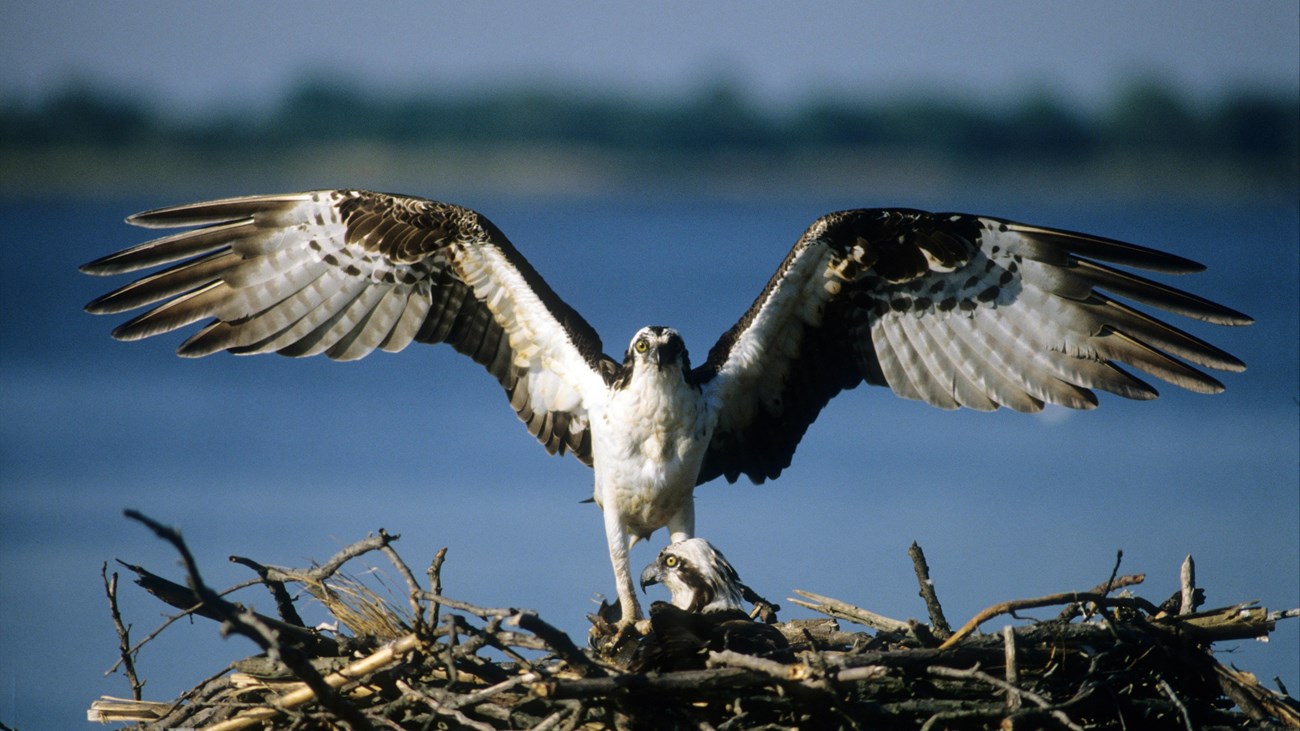 An osprey stands on its stick nest while stretching out its wings.