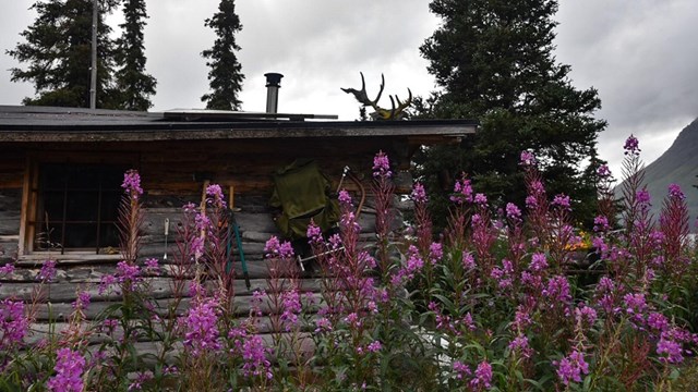 A stand of tall pink flowers and a wooden cabin behind