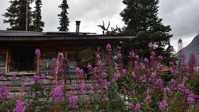 A stand of tall pink flowers and a wooden cabin behind