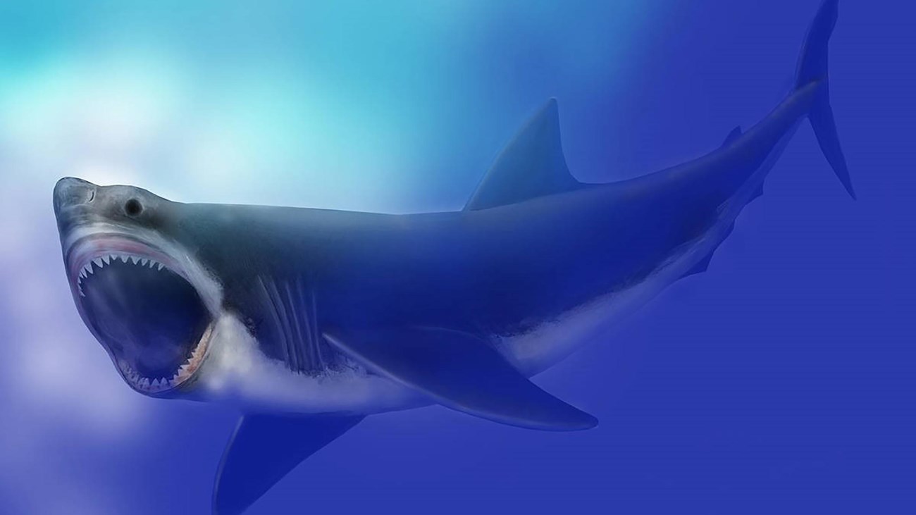 Rendering of a Miocine great white shark