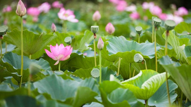 Pink lotus flower with green leaves.
