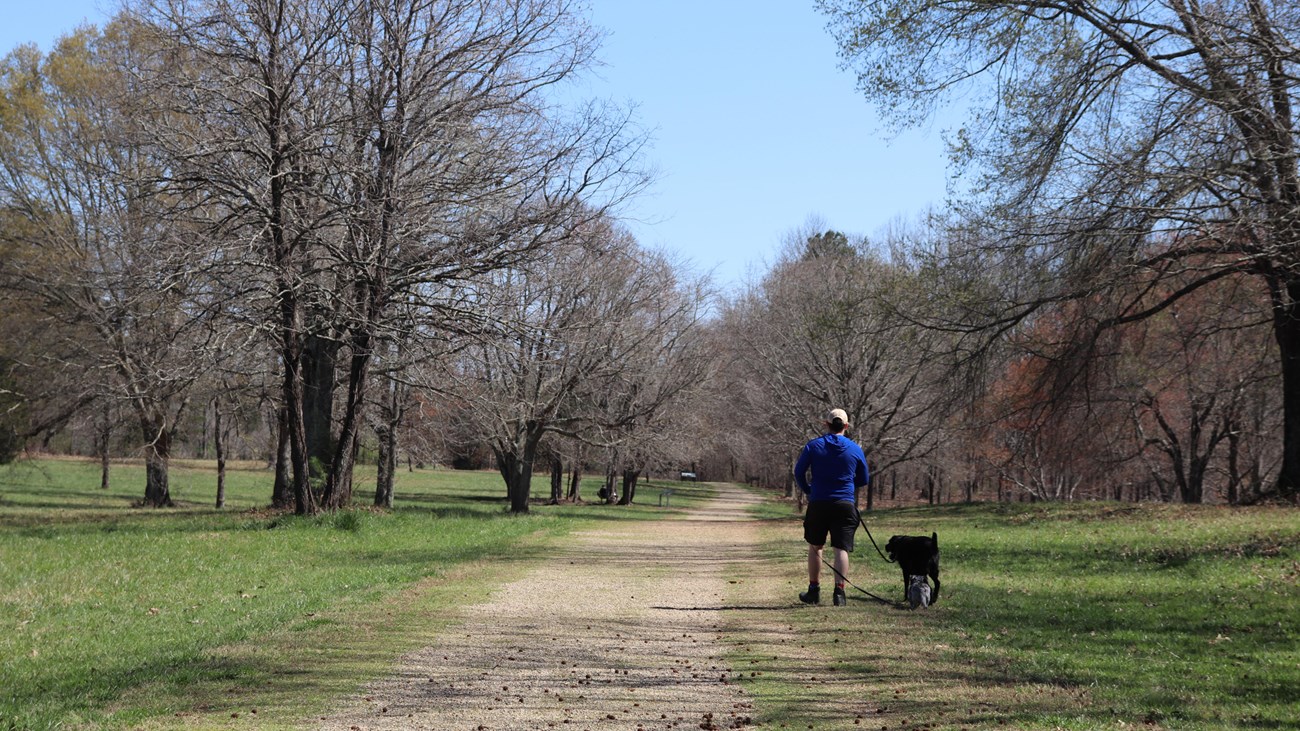 Visitor walks dogs on a leash down a dirt road.