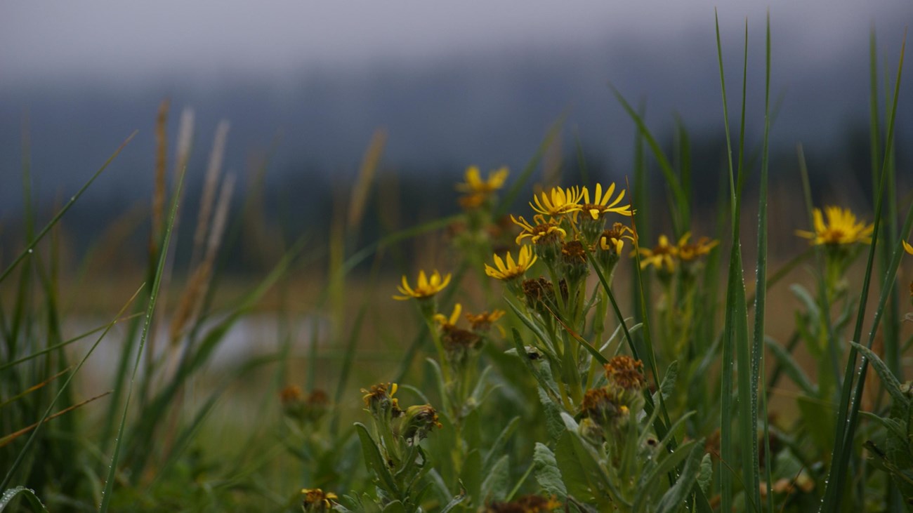 A cloudy day with green grasses and yellow flowers in the foreground