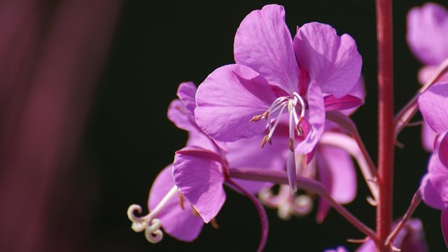 Close up of a cluster of five-petaled pink flowers.