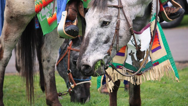 A photo of two Nez Perce horses dressed in regalia.