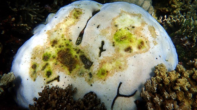 Coral colony exhibiting bleaching and death at WAPA