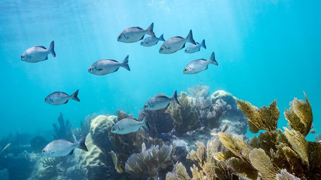 Fish swim among coral in the ocean