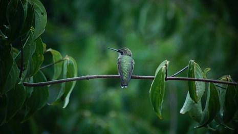A green, iridescent hummingbird rests on a small tree branch, facing away from the camera