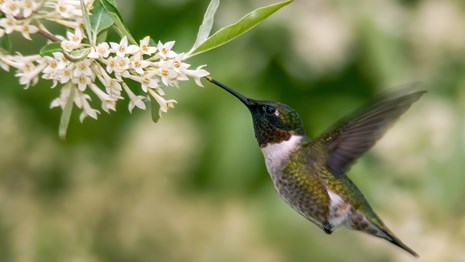 A green and white hummingbird hovers in front of a cluster of small, white flowers, feeding