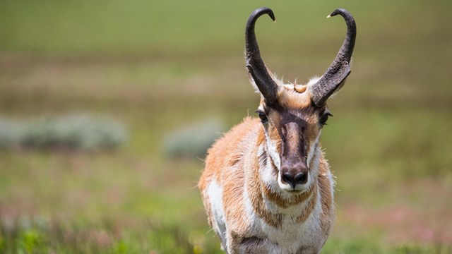 A pronghorn close-up