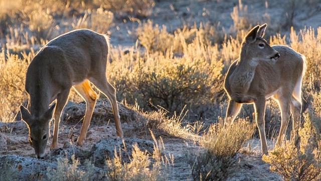 Two white-tailed deer forage amongst sagebrush.