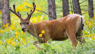 A male mule deer walking through a forest.