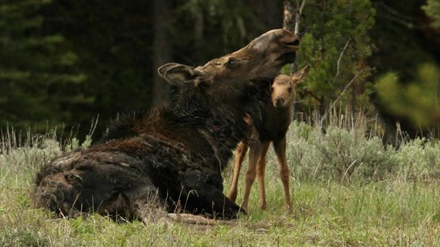 Horns versus Antlers (. National Park Service)