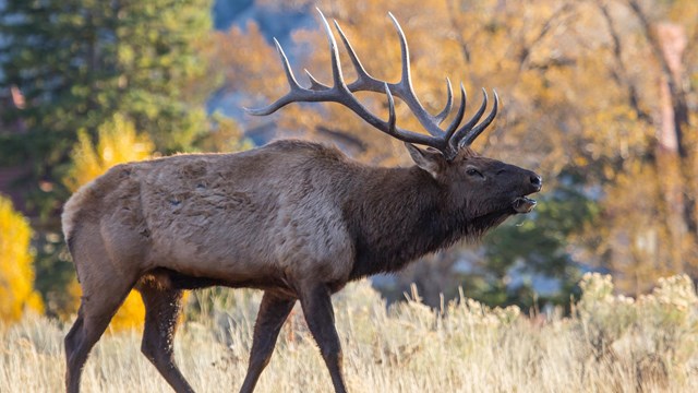 A male elk bugling on a cool autumn day.