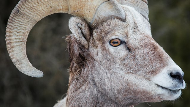 Close-up of a bighorn sheep's face.