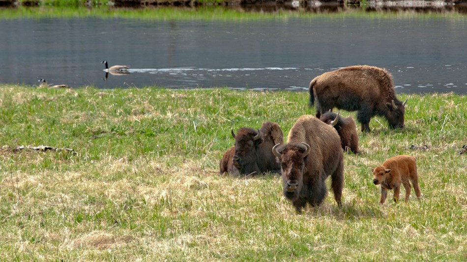 Bison grazing in a grassy field next to a river.