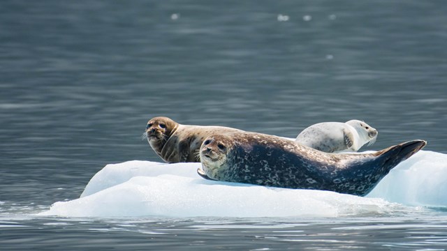 Three seals including a pup haul out on ice