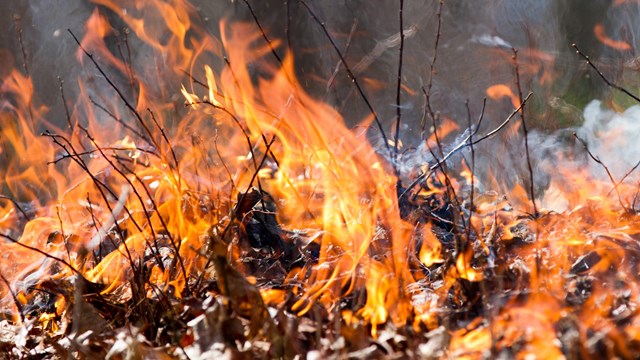 Flames burning leaves.