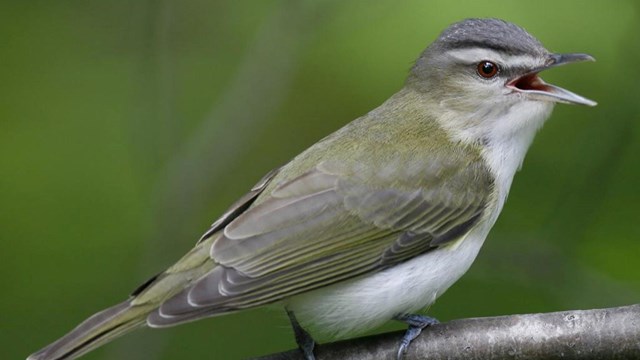 Grey bird on branch
